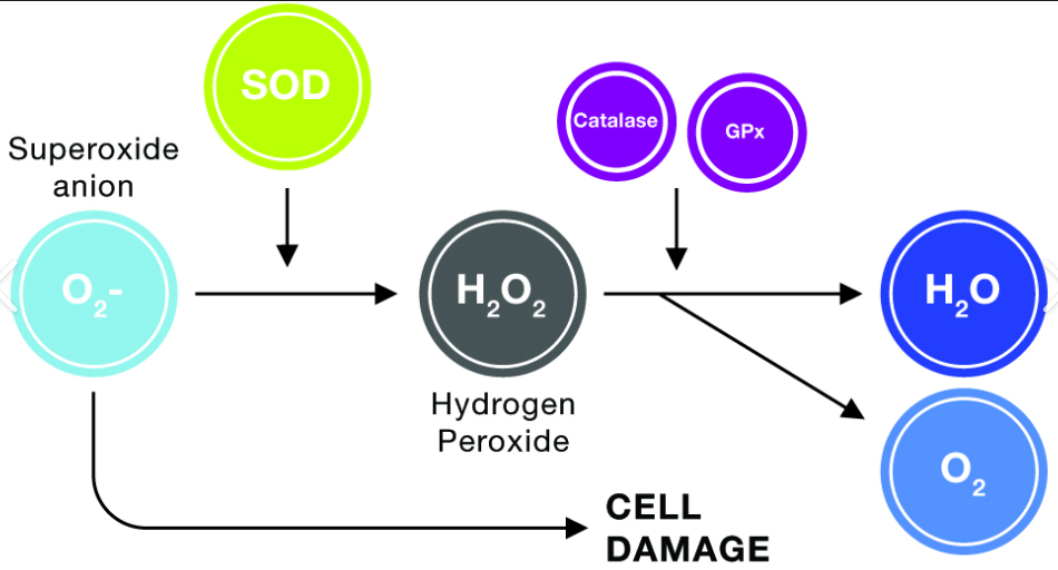 Diagram of antioxidant defense system with SOD, Catalase, GPx, and hydrogen peroxide. 